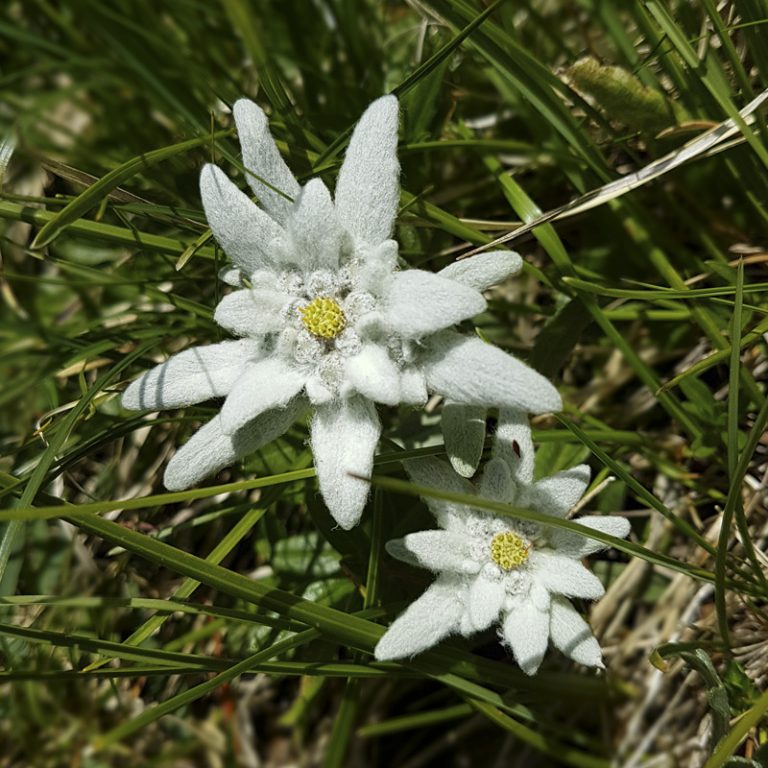8.7.2017, Čez Planino pri jezeru……