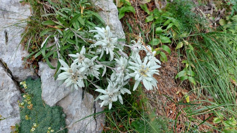 Planina Jezerca (1410 m) – Planina Koren (1675 m) – Vrh Korena (1999 m) – Veliki Zvoh (1971 m) – Krvavec (1835 m) – Planina Jezerca (1410 m)