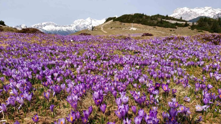 Velika planina (1666 m), 9. 4. 2024